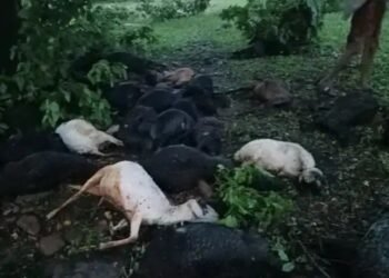 धमतरी में गाज गिरने से 40 भेड़-बकरियों की मौत : राजस्थान के पशुपालकों पर टूटा दुखों का पहाड़