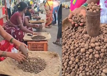  बस्तर के जंगलों में उगा सफेद ‘बोरा’ 3000 प्रति किलो : स्वाद के दीवाने सालभर करते हैं इंतजार