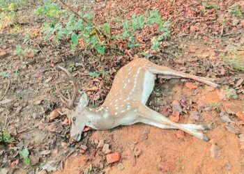 बारनवापारा अभ्यारण्य में हिरण की 3 मौत : वन विभाग की कार्यप्रणाली पर उठे सवाल