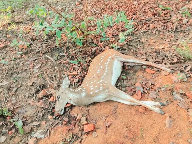 बारनवापारा अभ्यारण्य में हिरण की 3 मौत : वन विभाग की कार्यप्रणाली पर उठे सवाल
