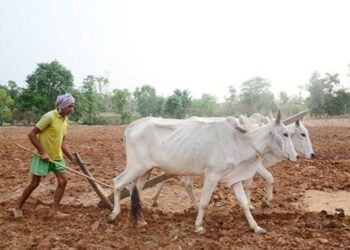 प्रदेश में मानसून के दस्तक : खेती-किसानी में आयी तेजी, राज्य में 6.25 लाख हेक्टेयर क्षेत्र में लक्ष्य का 13 प्रतिशत बोनी पूर्ण